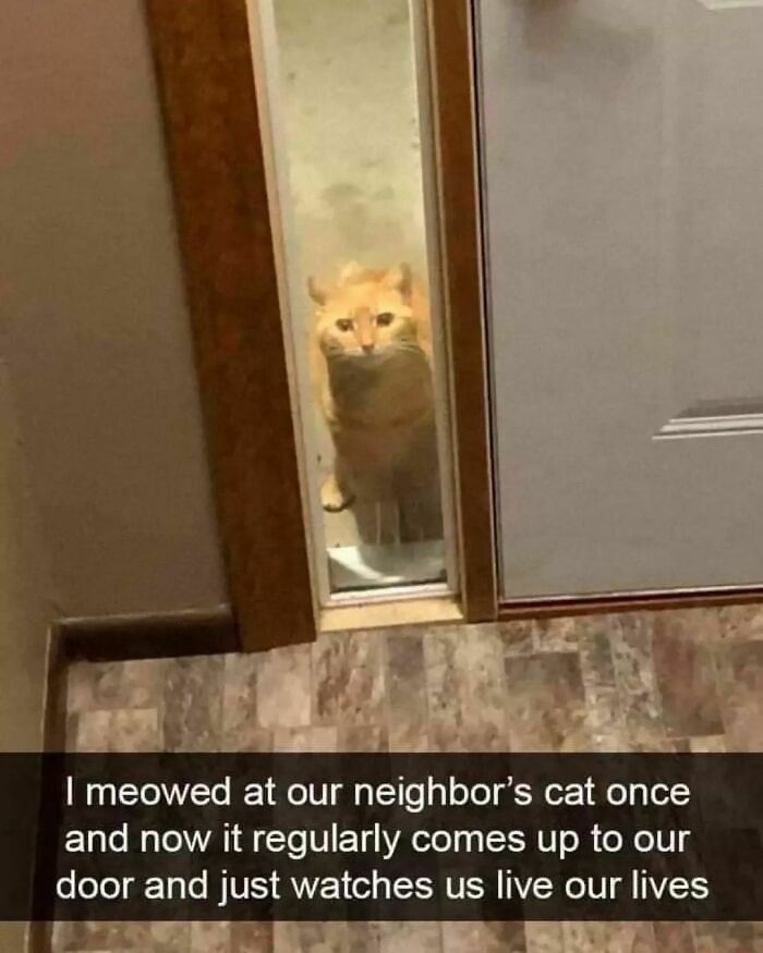 Cute-Cats-Pics-Jokes-Catsandsmiles