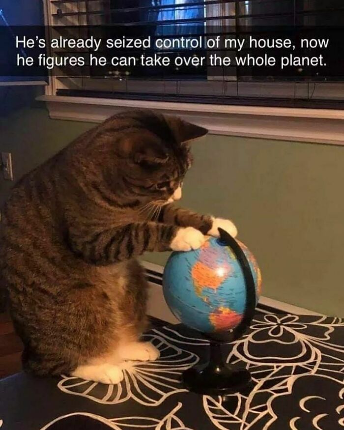 Cute-Cats-Pics-Jokes-Catsandsmiles