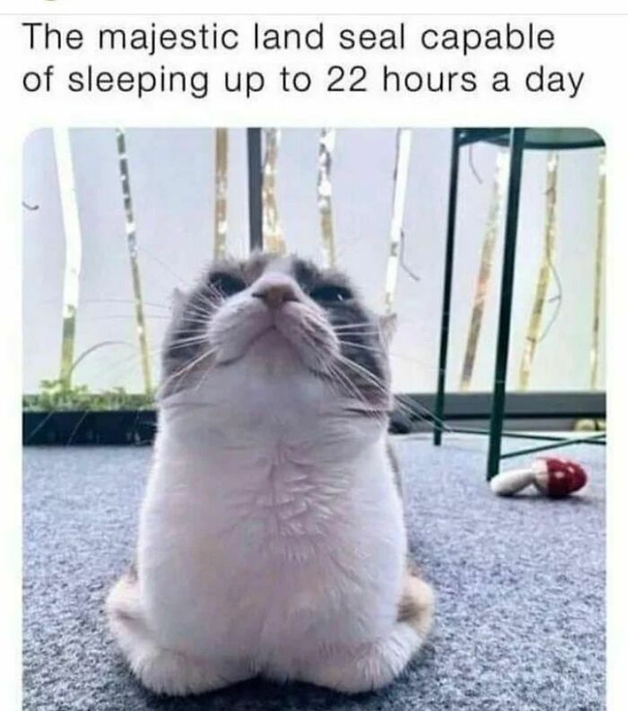 Cute-Cats-Pics-Jokes-Catsandsmiles