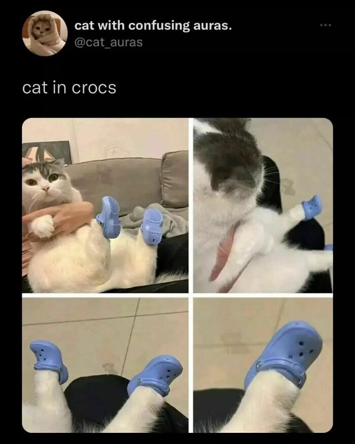 Cute-Cats-Pics-Jokes-Catsandsmiles