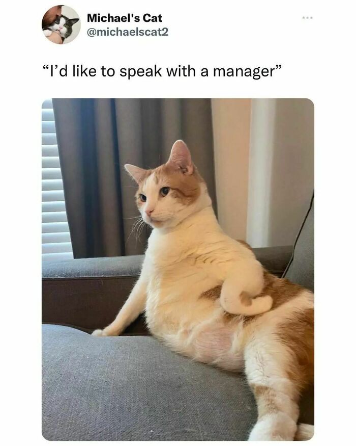 Cute-Cats-Pics-Jokes-Catsandsmiles