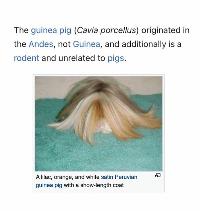 Weird-Funny-Wikipedia-Articles