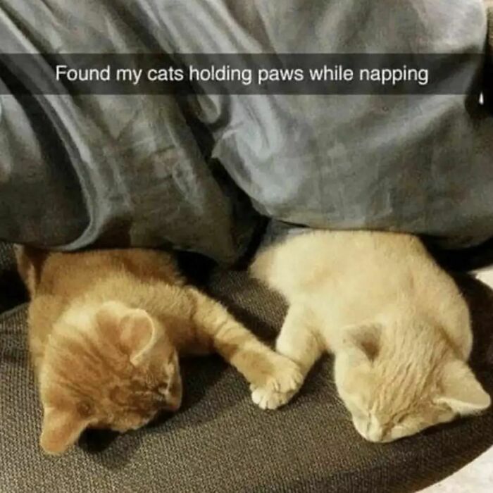 Cute-Cats-Pics-Jokes-Catsandsmiles