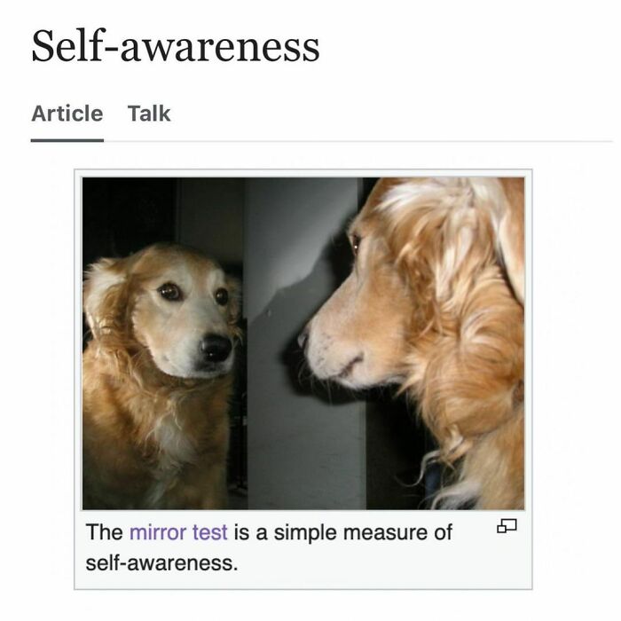 Weird-Funny-Wikipedia-Articles