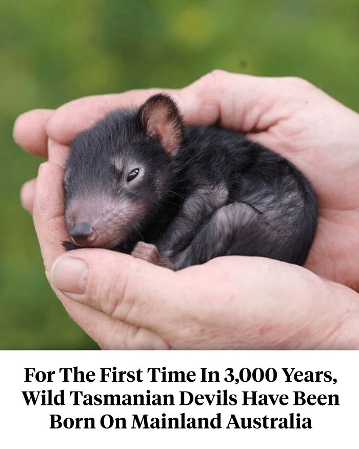 Newborn Tasmanian devil cradled in hands, highlighting curious history facts of species' return to mainland Australia.