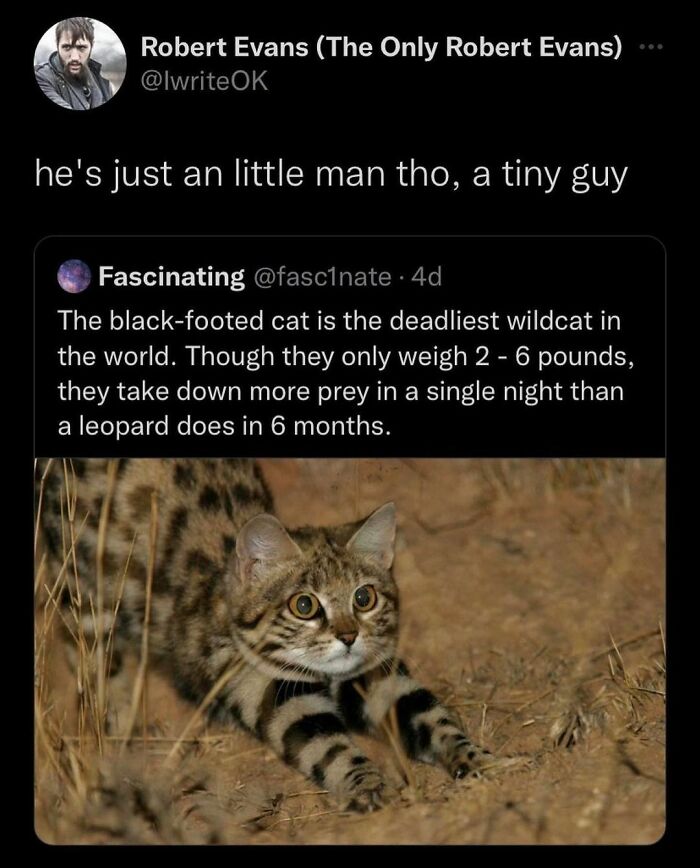 Animal-Memes-Youronlysourceofserotonin