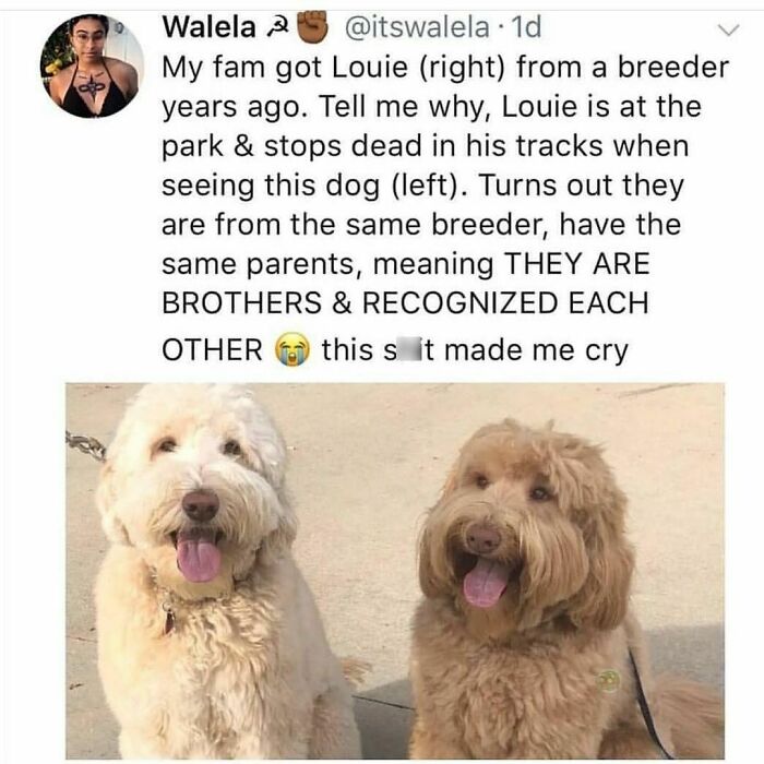 Wholesome-Posts-Memes