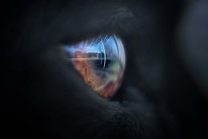 Close-up of a dog's eye reflecting a scenic landscape, showcasing stunning details from the International Dog Photography Awards.