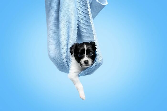 Small black and white puppy hanging in a blue fabric sling against a bright blue background, dog photography awards entry.