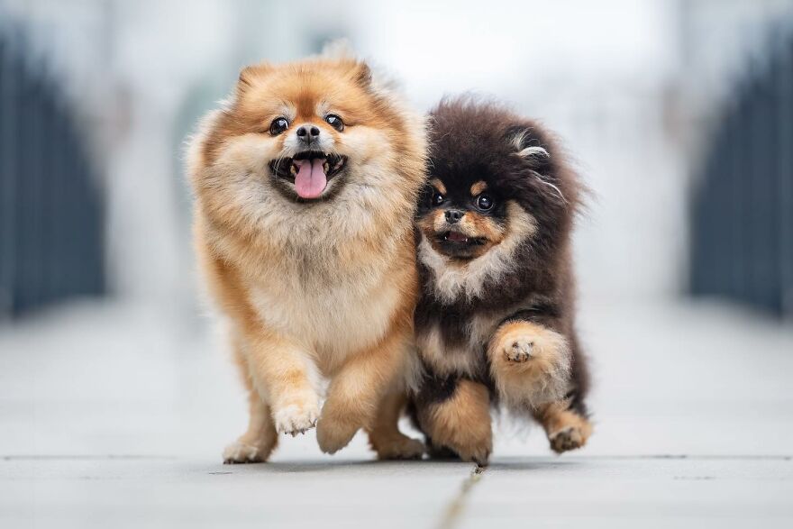 40 Best Images From The International Dog Photography Awards Will Inspire You To Enter (Interview)