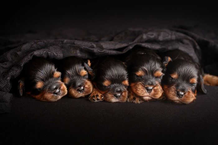 Five sleeping puppies cuddled under a dark blanket in a cozy setting, featured in dog photography awards images.