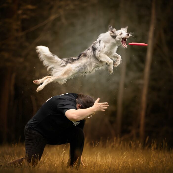 Border collie mid-air catching a frisbee during an outdoor play session in stunning dog photography awards image.