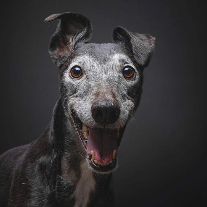 Smiling grey dog with brown eyes photographed in a studio setting for International Dog Photography Awards.