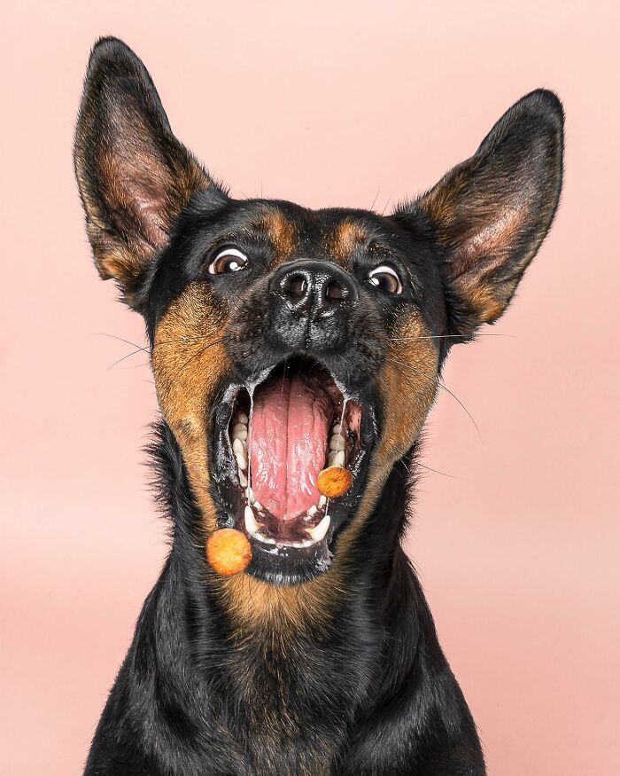 Energetic dog with ears up and mouth open catching treats in a playful moment from International Dog Photography Awards.