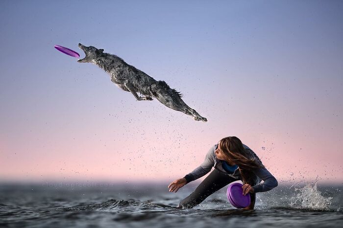 Dog leaping in midair to catch a purple frisbee, showcasing stunning action in international dog photography awards.
