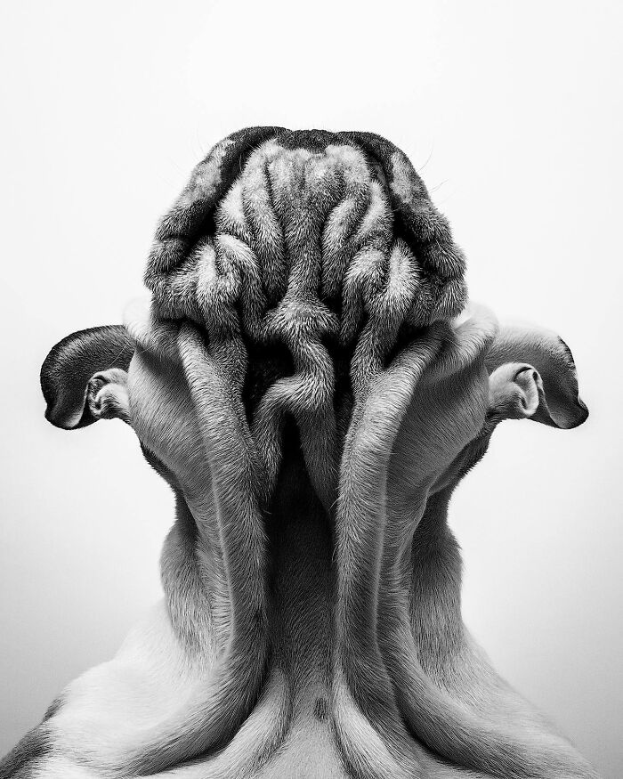 Close-up black and white image of a wrinkled dog face showcasing texture and detail from the International Dog Photography Awards.