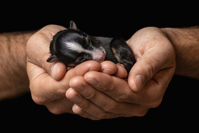 Newborn puppy sleeping gently in hands, captured in a heartwarming image from the International Dog Photography Awards.