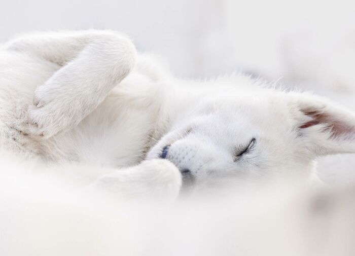 Sleeping white puppy in a soft close-up shot showcasing the best dog photography from international awards.