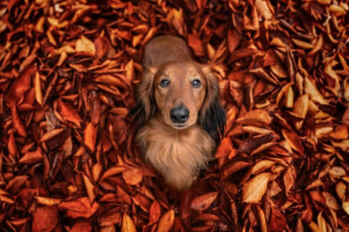 Dachshund dog looking up surrounded by autumn leaves in a vibrant image from the international dog photography awards.