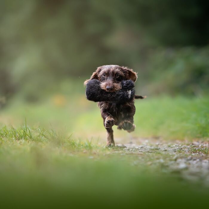 Brown dog running on a path with a toy in its mouth, captured in a top image from international dog photography awards.