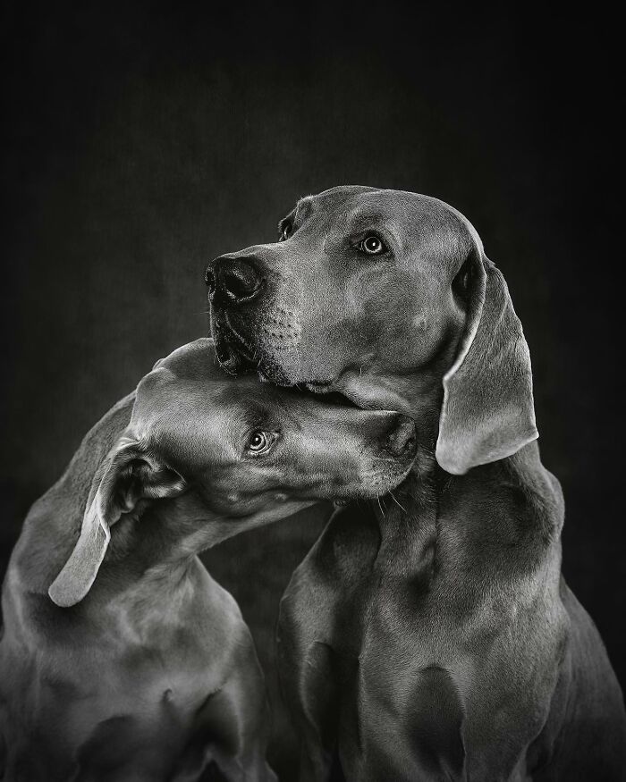 Two dogs in a black and white portrait showing an intimate moment, featured in the international dog photography awards.