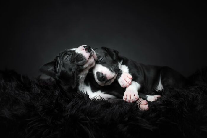 Two black and white puppies sleeping peacefully on a soft dark blanket in a dog photography awards image.