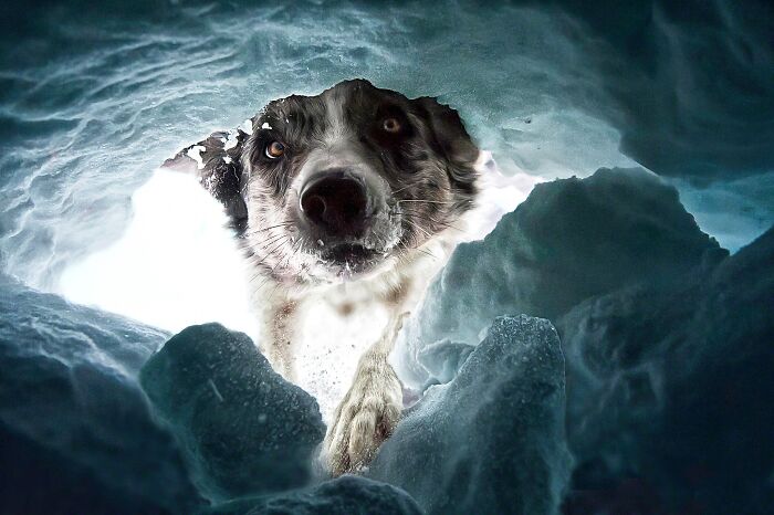 Border collie captured from below inside an icy tunnel, showcasing stunning dog photography from international awards.