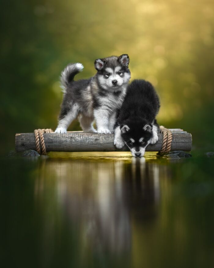 Two adorable puppies on a log over water, perfect example of best dog photography from International Dog Photography Awards.
