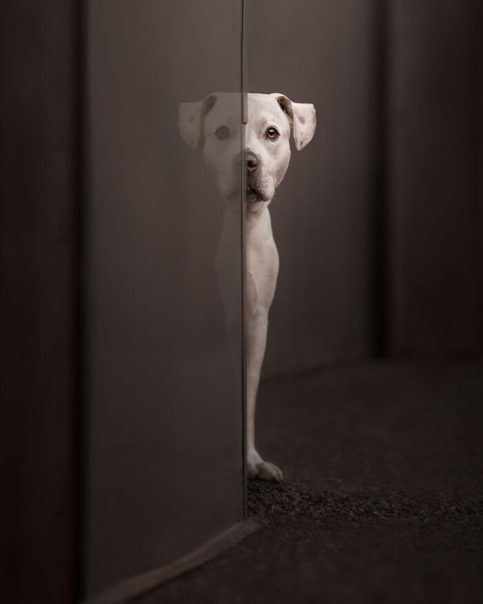 White dog peeking from behind a wall in a creative composition featured in International Dog Photography Awards images.