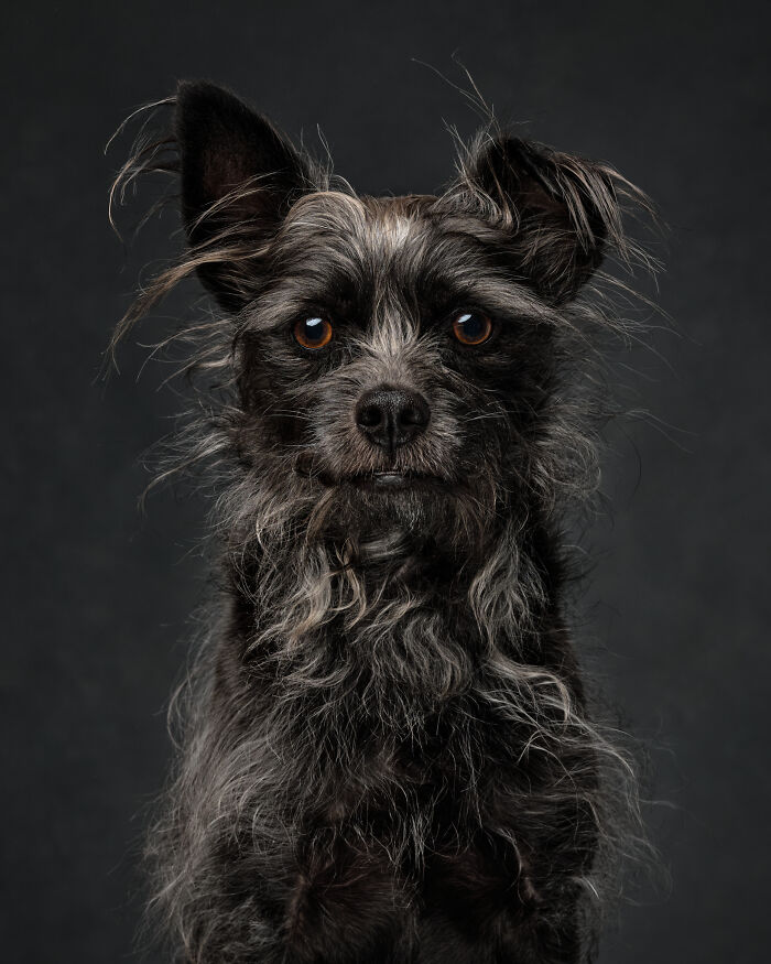 Close-up portrait of a scruffy dog with expressive eyes from the International Dog Photography Awards collection.