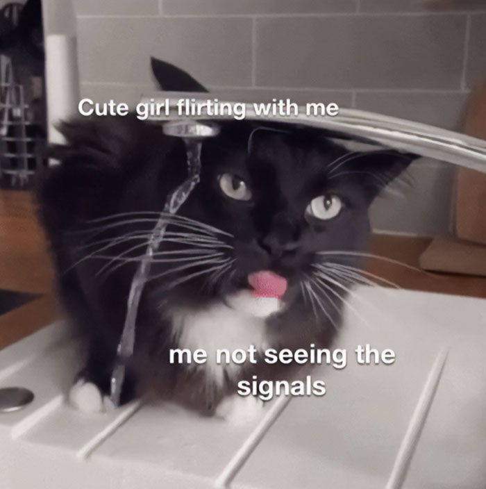 Flirty meme with a black and white cat licking water, missing signals joke.