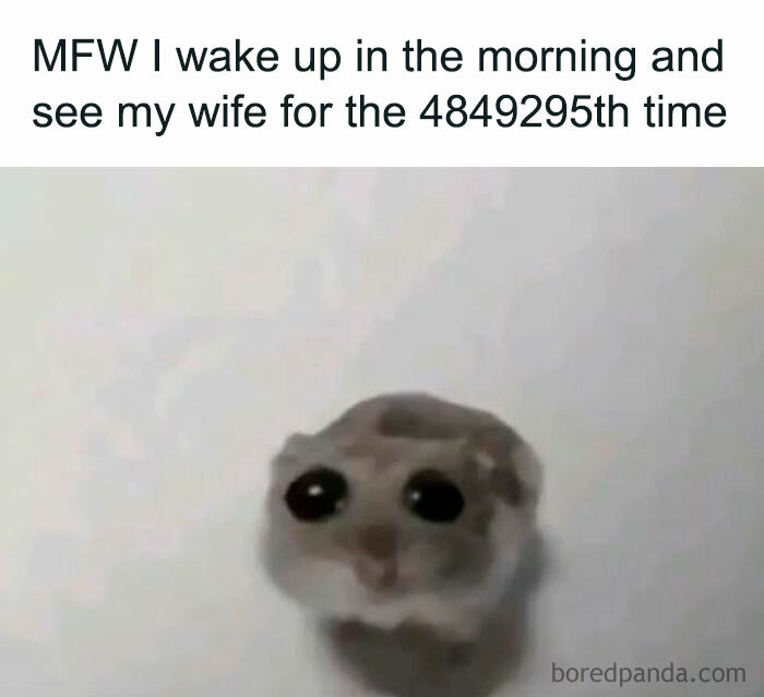Wide-eyed hamster meme with flirty humor about seeing one's spouse repeatedly.