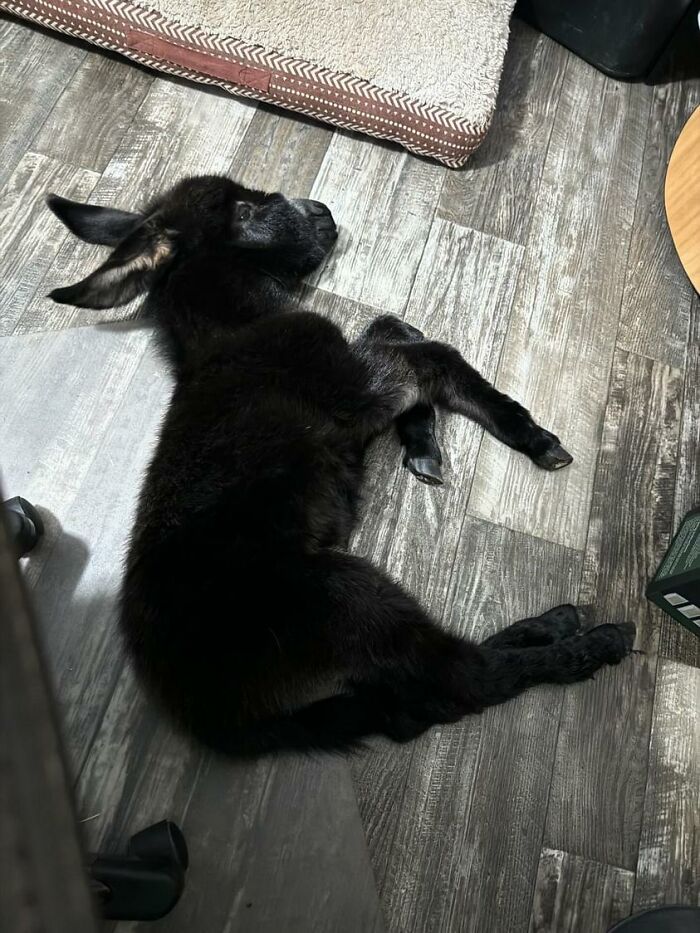 This Couple Rescued A Donkey From His Violent Mom And Now He Lives As A Beloved House Pet