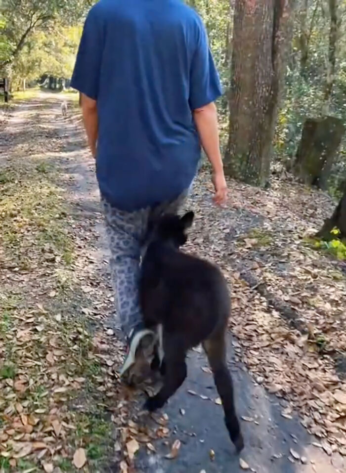 This Couple Rescued A Donkey From His Violent Mom And Now He Lives As A Beloved House Pet