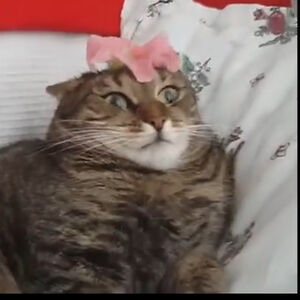 evan-flores311 avatar