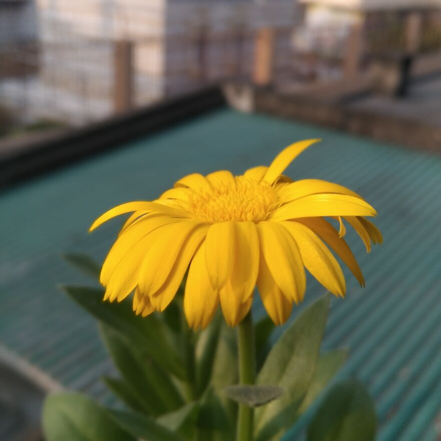 Flower Photography From Mobile