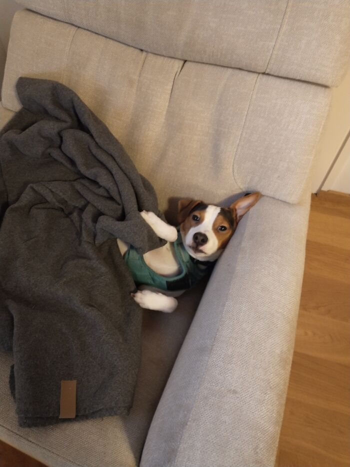 Buckwheat Mcdisaster, The Most Loveably Disasterous Dog