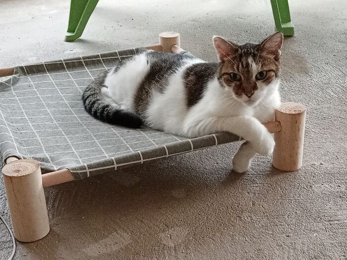 Omelette Laying On Her Hammock... She Has 1 Foot Thru The Gap!