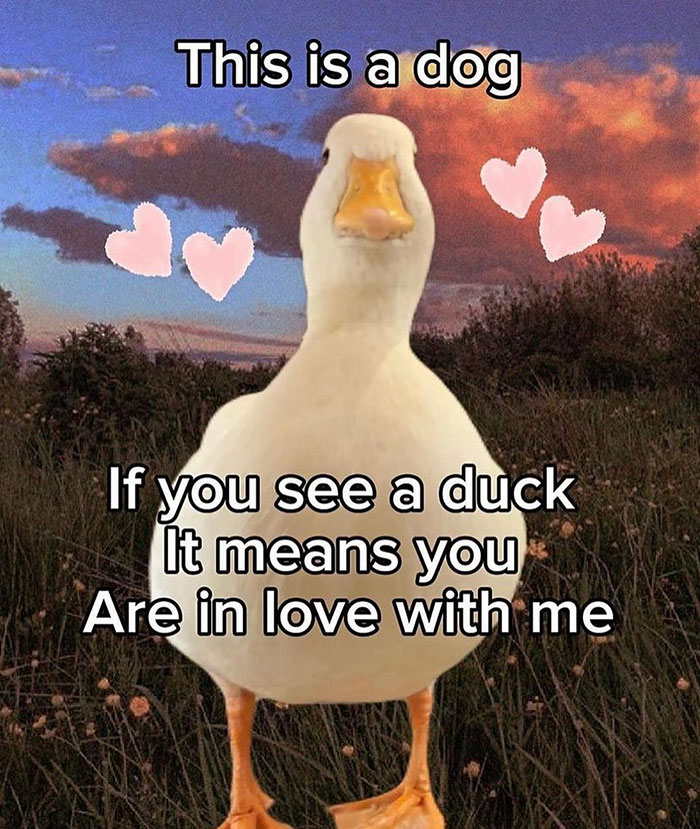 A love meme featuring a duck standing in a grassy field with a sunset background. The text at the top reads, "This is a dog." Below the duck, the text says, "If you see a duck, it means you are in love with me." The background includes pink heart emojis, adding a playful and affectionate touch.