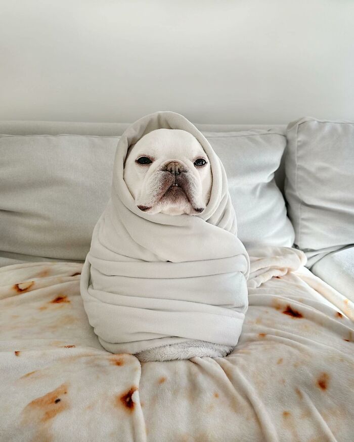 Meet This Adorable Pair Of French Bulldogs Famous For Their Burrito Look (New Pics)