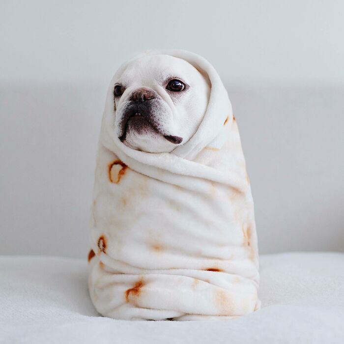Meet This Adorable Pair Of French Bulldogs Famous For Their Burrito Look (New Pics)