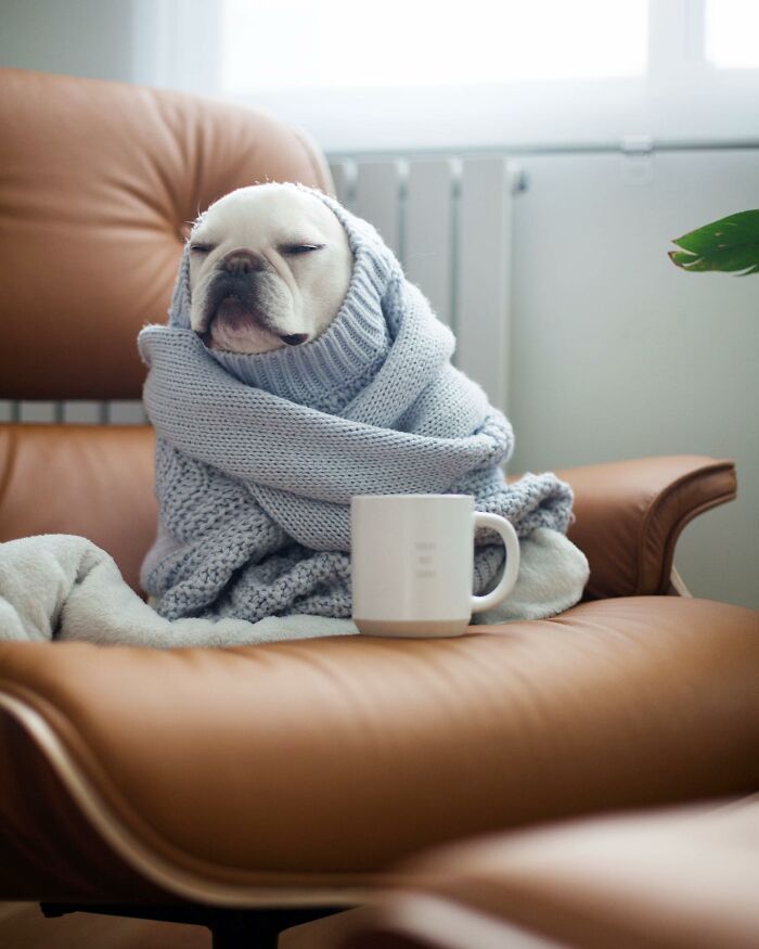 Meet This Adorable Pair Of French Bulldogs Famous For Their Burrito Look (New Pics)