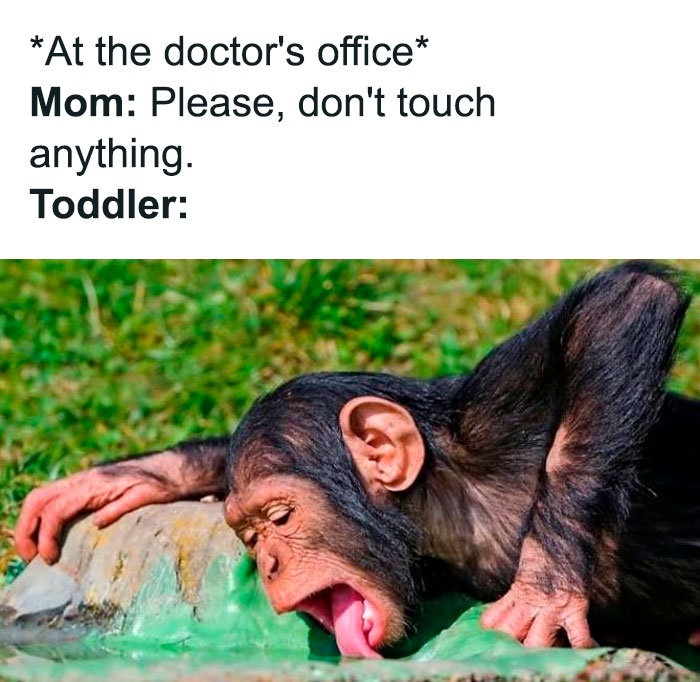 Funny mom meme showing a chimp acting like a toddler, licking a rock at the doctor's office.