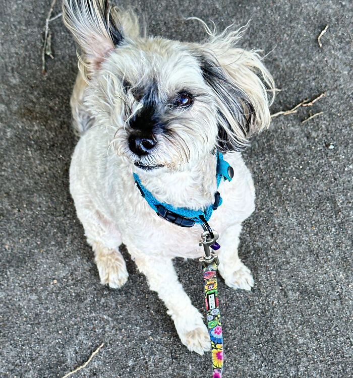 Poppy On A Windy Day