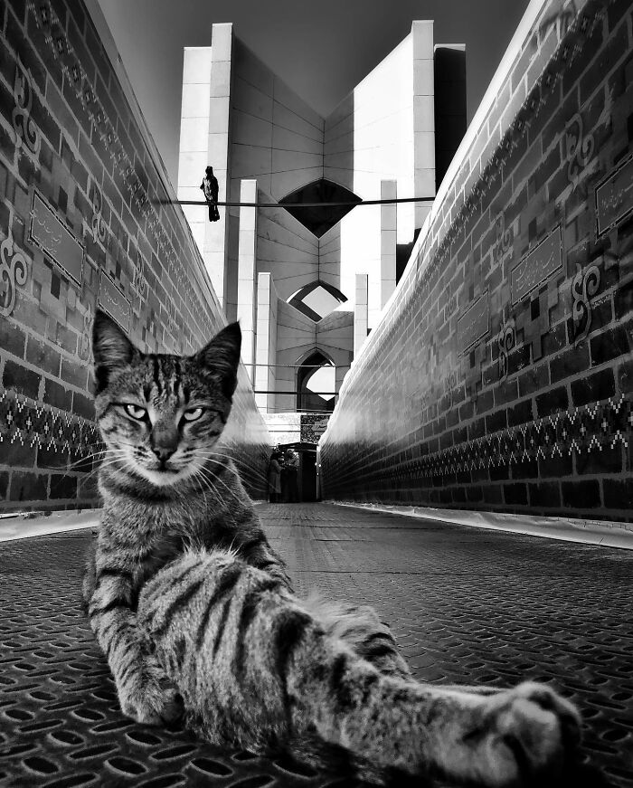 Photographer Akbar Mehrinezhad Patiently Walks The Streets Of His City Photographing Stray Cats