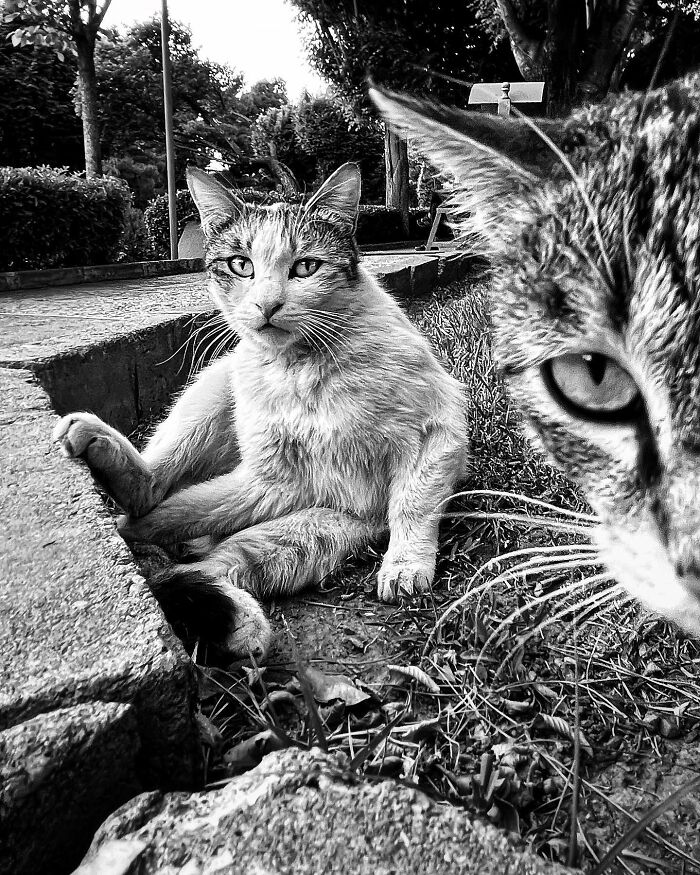 Photographer Akbar Mehrinezhad Patiently Walks The Streets Of His City Photographing Stray Cats