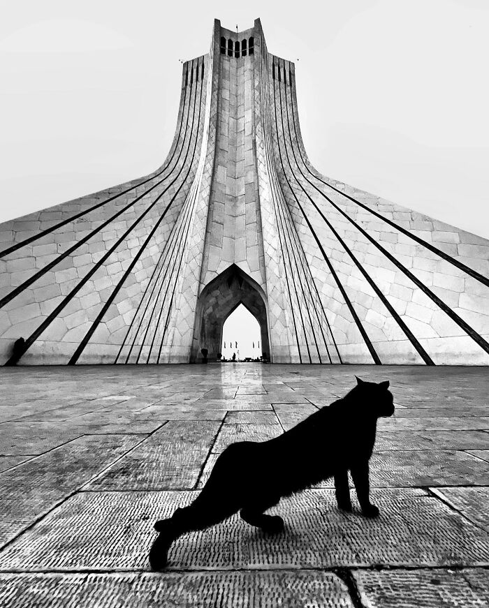 Photographer Akbar Mehrinezhad Patiently Walks The Streets Of His City Photographing Stray Cats