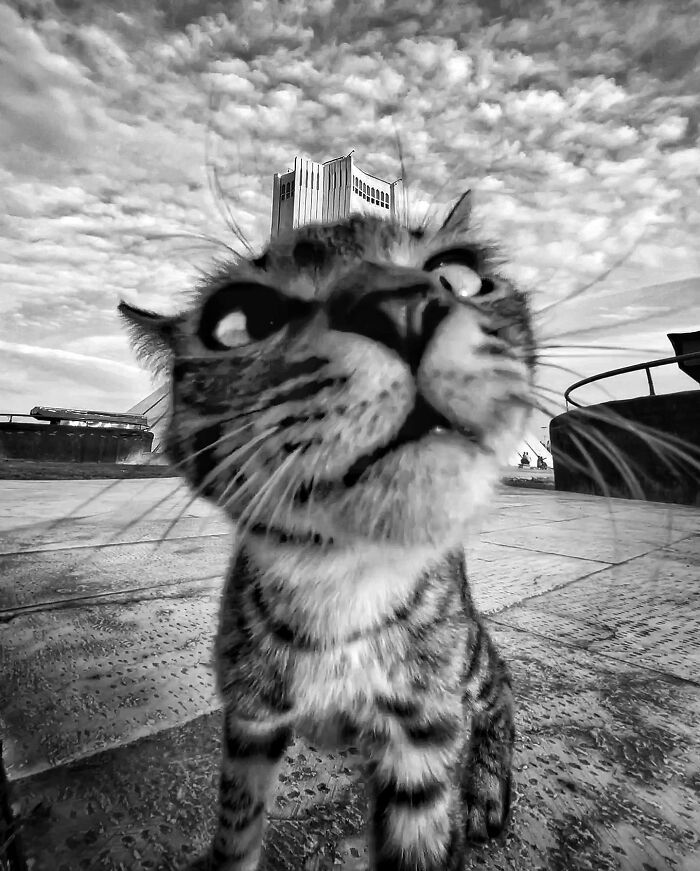 Photographer Akbar Mehrinezhad Patiently Walks The Streets Of His City Photographing Stray Cats