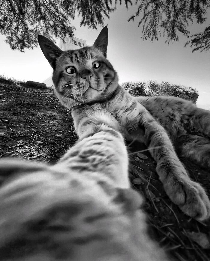 Photographer Akbar Mehrinezhad Patiently Walks The Streets Of His City Photographing Stray Cats