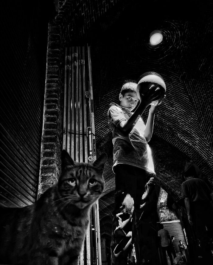 Photographer Akbar Mehrinezhad Patiently Walks The Streets Of His City Photographing Stray Cats